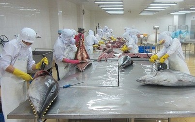 Nhập khẩu cá thuộc họ cá ngừ từ Mỹ giảm