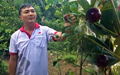 Chàng trai miền Tây thành công với mô hình trồng cherry Nam Mỹ tại xứ dừa
