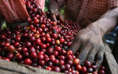 Giá cà phê tăng thêm 200 đồng/kg