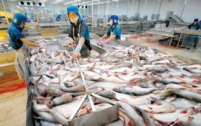 Báo cáo thị trường thủy sản nửa đầu tháng 7/2019: Xuất khẩu thủy sản vào Mỹ, Nhật vẫn tăng