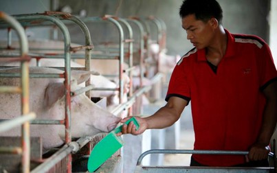 Số lượng lợn nuôi ở Trung Quốc giảm 50% do dịch tả lợn châu Phi