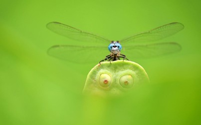 Bộ ảnh về côn trùng chiến thắng cuộc thi ảnh chụp Macro Art 2019