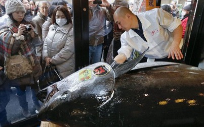 Nhật Bản đề xuất tăng hạn ngạch đối với cá ngừ vây xanh Thái Bình Dương