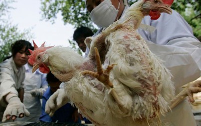 Dịch tả lợn châu Phi hoành hành, giá thịt gà tăng đột biến ở Trung Quốc
