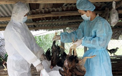 Tiêu hủy hơn 10.000 con gà mắc cúm A/H5N6 tại Bà Rịa-Vũng Tàu