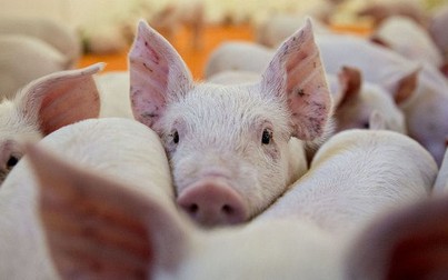 Giá thực phẩm Trung Quốc tăng hơn 9% vì dịch tả lợn châu Phi