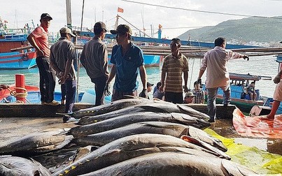 Nửa đầu năm 2019, xuất khẩu cá ngừ sang Mỹ tăng 61%