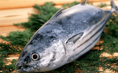 Xuất khẩu cá ngừ sang thị trường EU, Trung Quốc giảm