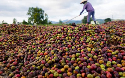 Giá cà phê tiếp tục giảm thêm 600.000 đồng/tấn