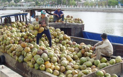 Giá dừa khô Trà Vinh tăng giá lên 80.000 đồng/chục