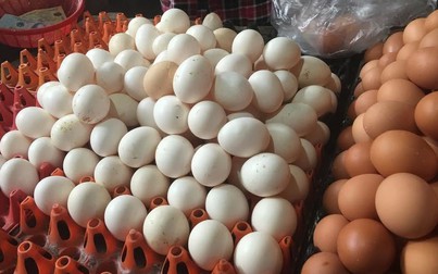 Sau thời gian dài giảm sâu, giá trứng gia cầm bất ngờ tăng trở lại