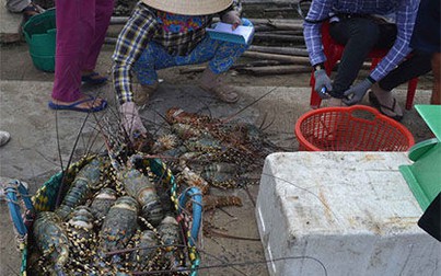Giá tôm hùm tại Phú Yên bấp bênh vì thiếu thị trường ổn định
