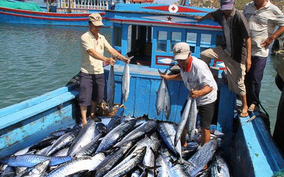 Mất thị trường EU, thủy sản Việt Nam sẽ gặp khó ở thị trường khác