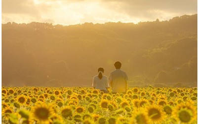 "Đu đưa" với cánh đồng hoa hướng dương bát ngát hương sắc tại Nhật Bản