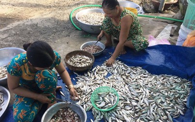 Giá cá linh về Sài Gòn tăng gấp đôi