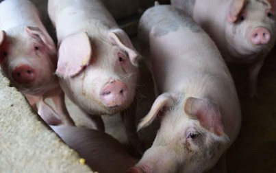 Việt Nam mất 25% số đàn lợn do dịch bệnh