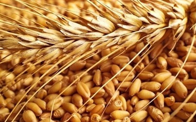 Giá thức ăn chăn nuôi thế giới ngày 3/10/2019: Lúa mì tăng trở lại