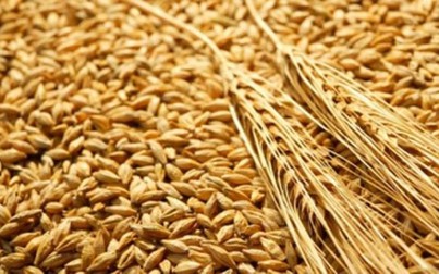 Giá thức ăn chăn nuôi thế giới tuần qua 14-18/10/2019: Lúa mì tăng hơn 3%