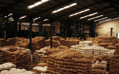 Giá cà phê tăng nửa triệu đồng/tấn trong ngày cuối tuần