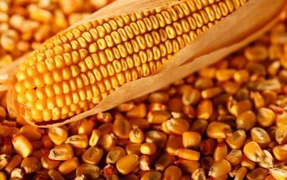 Giá thức ăn chăn nuôi thế giới ngày 21/10/2019: Lúa mì giảm 1%
