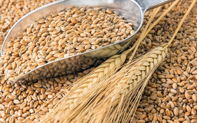 Giá thức ăn chăn nuôi thế giới ngày 24/10/2019: Lúa mì tăng phiên thứ 2