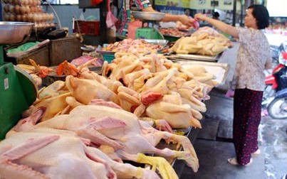 Giá thịt gà tăng 7.000 đồng/kg