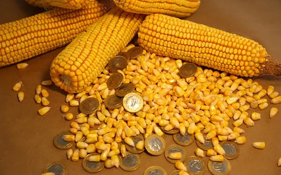 Giá thức ăn chăn nuôi thế giới tuần qua (21-26/10): Đậu tương tăng
