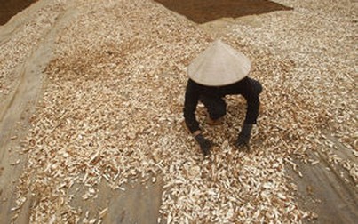 Báo cáo ngành hàng sắn và sản phẩm từ sắn tháng 10: Xuất khẩu tăng mạnh