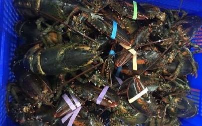 Tôm hùm nội và ngoại đua nhau giảm giá