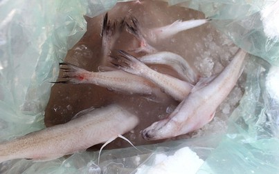 Tiêu hủy hơn 1,2 tấn cá khoai đông lạnh Trung Quốc nhập lậu