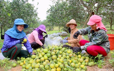 Cam Vinh vào mùa thu hoạch, cho thu nhập 400 triệu đồng/ha