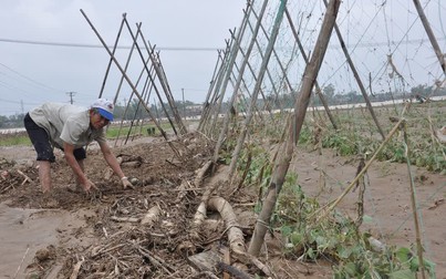 Sau mưa bão, giá rau củ ở Đà Nẵng và các tỉnh miền Trung tăng giá