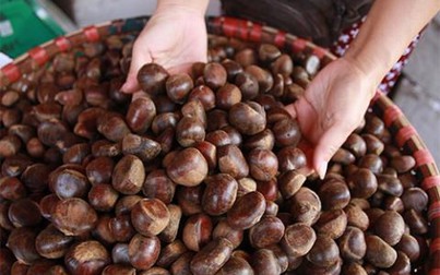 Hạt dẻ Trung Quốc gắn mác hạt dẻ Sa Pa bán tràn lan trên thị trường