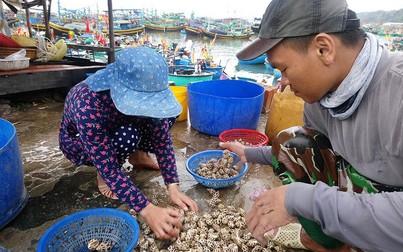 Ngư dân Bình Thuận thu nhập tiền triệu mỗi ngày nhờ bắt ốc hương