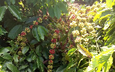 Xuất khẩu chậm, cà phê Robusta tăng nhẹ