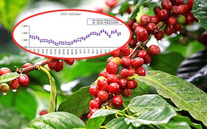 Báo cáo ngành hàng cà phê cuối tháng 11/2019: Xuất khẩu trong nước tăng
