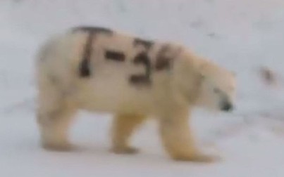 Gấu Bắc cực bị vẽ tên xe tăng "T-34" trên lưng ở Nga, nhiều nhà khoa học phẫn nộ