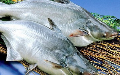 Việt Nam nguồn cung cá tra lớn cho thị trường Nga