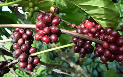 Dự báo giá cà phê thế giới tiếp tục tăng do đồn đoán thiếu nguồn cung