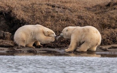 Hình ảnh gấu Bắc Cực giành nhau ăn nhựa gây chấn động ở Alaska