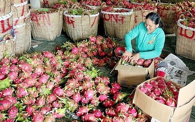 Thị trường trái cây giảm giá mạnh do Trung Quốc siết chặt