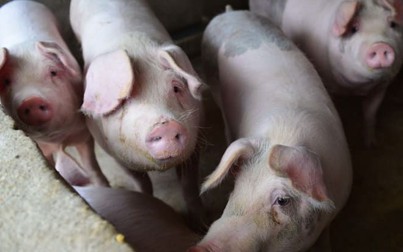 Giá thịt lợn Trung Quốc tăng 110% trong tháng 11, lạm phát giá tiêu dùng chạm đỉnh 8 năm