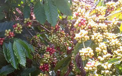 Thế giới lao dốc, giá cà phê Tây nguyên giảm mạnh 700 đồng/kg ngày 24/12