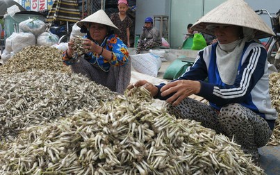 Củ kiệu miền Trung bắt đầu hút hàng, tăng giá ở Sài Gòn