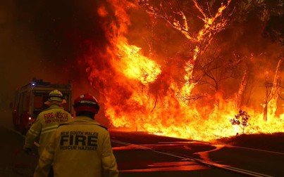 Cháy rừng khủng khiếp ở Australia, hàng ngàn con gấu Kaola bị thiêu sống trong biển lửa