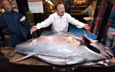 Cá ngừ vây xanh nặng gần 300kg vừa được bán 1,8 triệu USD ở Nhật Bản