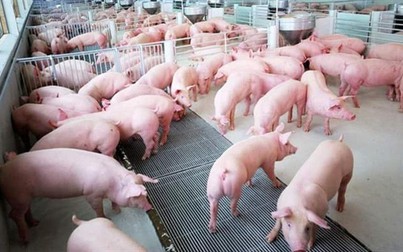 Bộ Công Thương triển khai hỗ trợ nhập khẩu thịt lợn