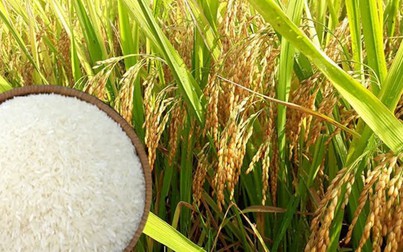 Giá gạo xuất khẩu ngày 9/1: Chưa thoát khỏi vùng giá thấp