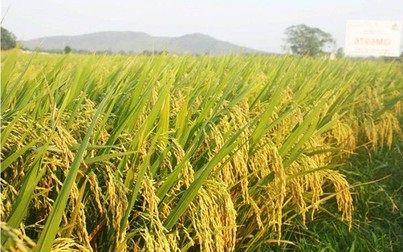 Xuất khẩu gạo ổn định, gạo lẻ giảm nhẹ tại các chợ
