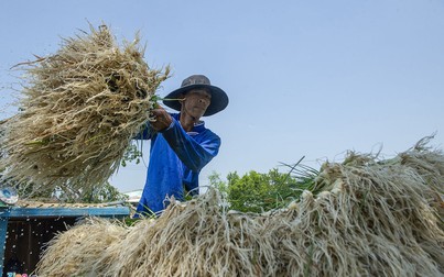 Giá kiệu giảm nhanh, nông dân miền Tây “đứng ngồi không yên”